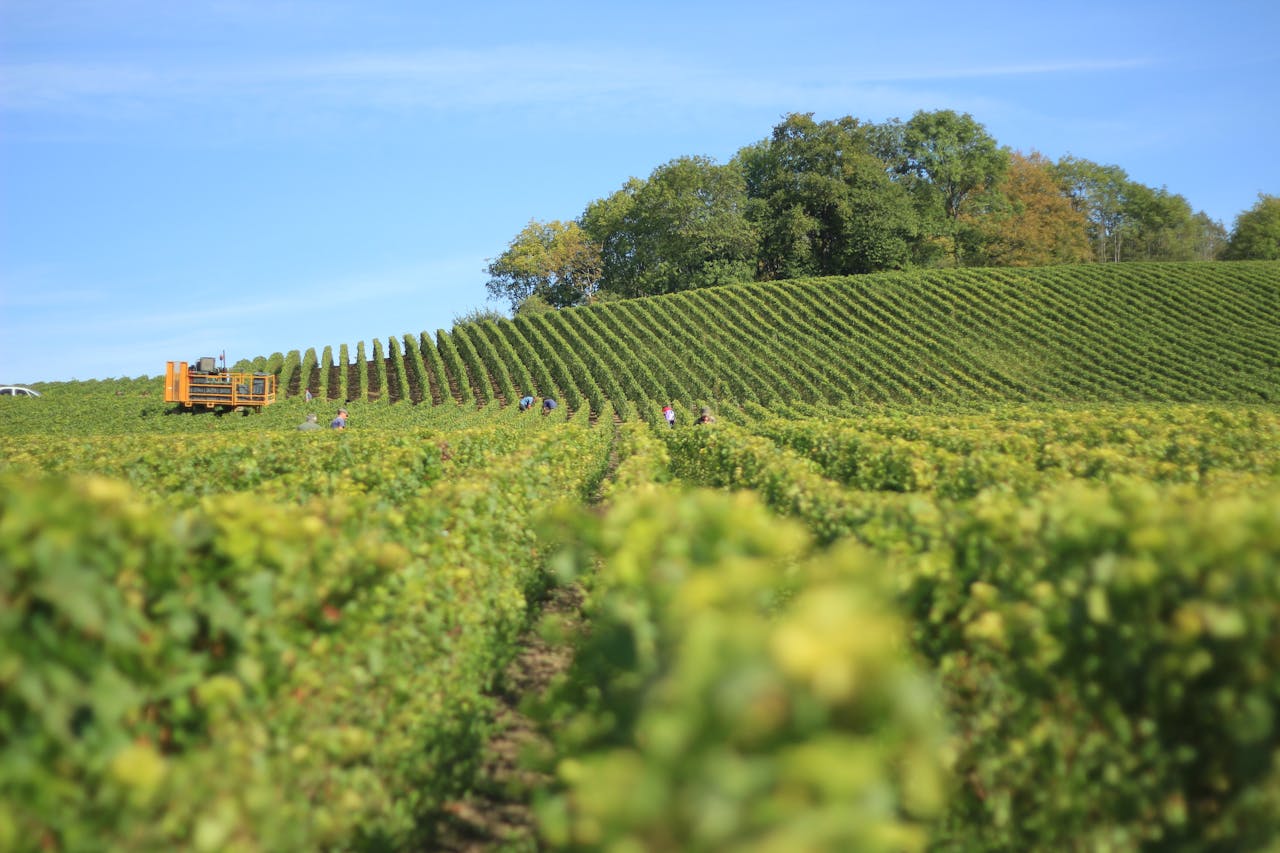 Chianti Vineyard Route