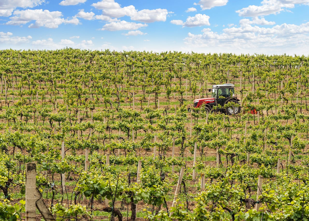 Chianti vineyard